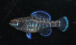 Pygmy Sunfish (Ellasoma gilberti Wacissa