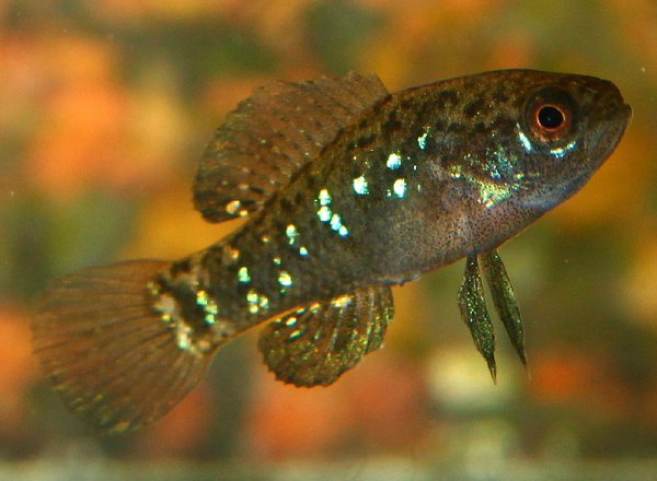 Ellassoma evergladei affinis