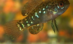 Ellassoma evergladei affinis