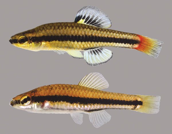 Blue Fin Killifish