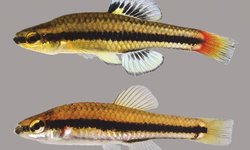 Blue Fin Killifish