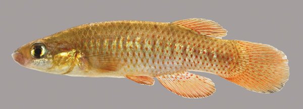 Fundulus rubrifons, pair