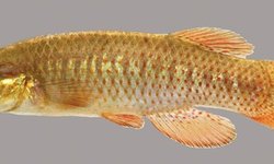 Fundulus rubrifons, pair