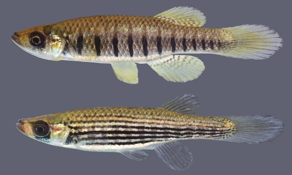 fundulus lineolatus, pair