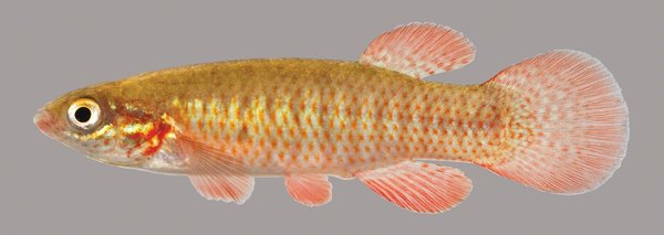 Fundulus Cingulatus 3 mile creek