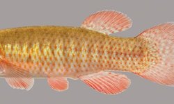 Fundulus Cingulatus 3 mile creek
