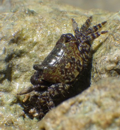 Shore Crab