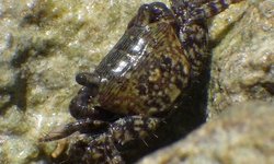 Shore Crab