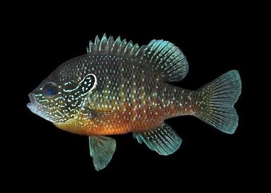 Dollar Sunfish x2