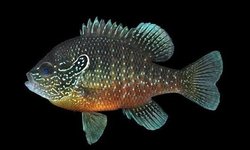 Dollar Sunfish x2