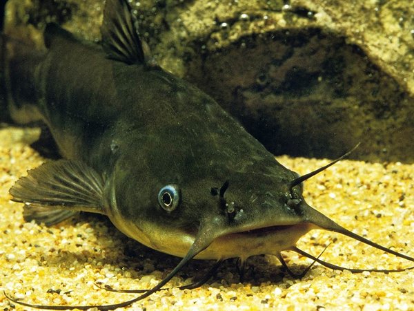 Bullhead Catfish x2
