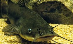 Bullhead Catfish x2