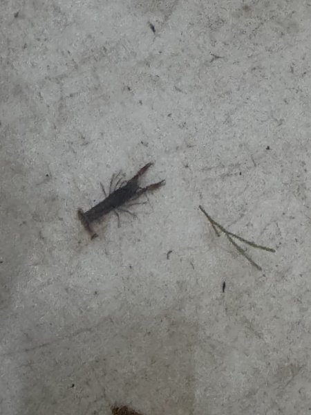 Fontal Dwarf Crawfish