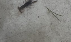 Fontal Dwarf Crawfish