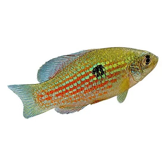 FL Flag Fish Panacea Pair