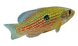 FL Flag Fish Panacea Pair
