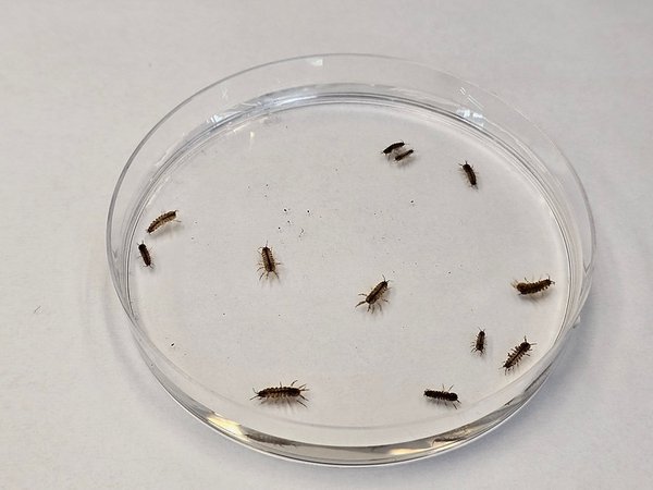 Aquatic Isopods group
