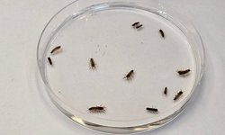 Aquatic Isopods group