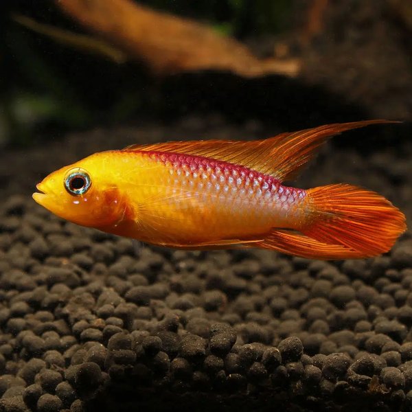 Male Apistogramma agassizii "Golden"