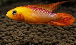 Male Apistogramma agassizii "Golden"