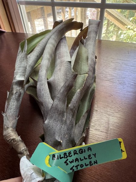 A Bromiliad - Bilbergia Swalley Stolen from another lot
