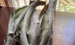 Bromiliad - Bilbergia Swalley Stolen