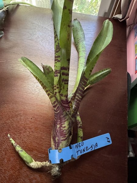 BROMILIAD - Neoregelia 'Tunisia"