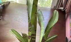 BROMILIAD - Neoregelia 'Tunisia"