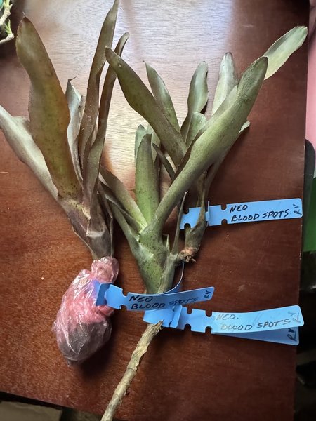 BROMILIAD - Neoregelia 'Blood Spots' x1