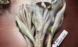 BROMILIAD - Billbergia 'SMOKEY ROSE'