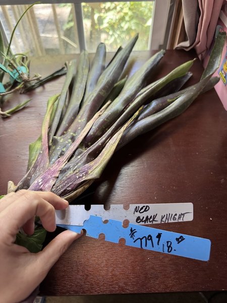 BROMILIAD - Neo 'Black Knight' MATURE