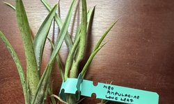 BROMILIAD - Neo Ampulaciae Long Leaf