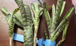 BROMILIAD - Neo Amupilaciae