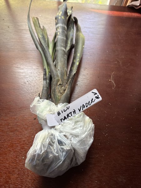 A BROMILIAD - Billbergia ‘Darth Vader’ from another lot