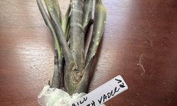 BROMILIAD - Billbergia ‘Darth Vader’