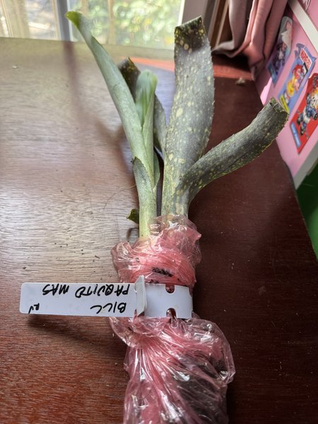 BROMILIAD - Billbergia ' Paquiro MAS'