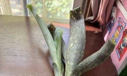 BROMILIAD - Billbergia ' Paquiro MAS'