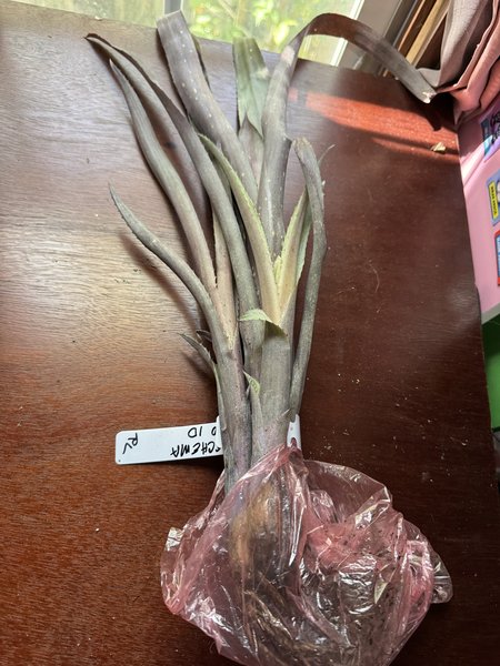 A BROMILIAD - Aechmea sp./hybrid from another lot