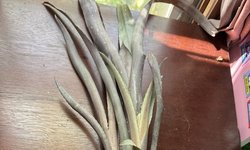 BROMILIAD - Aechmea sp./hybrid