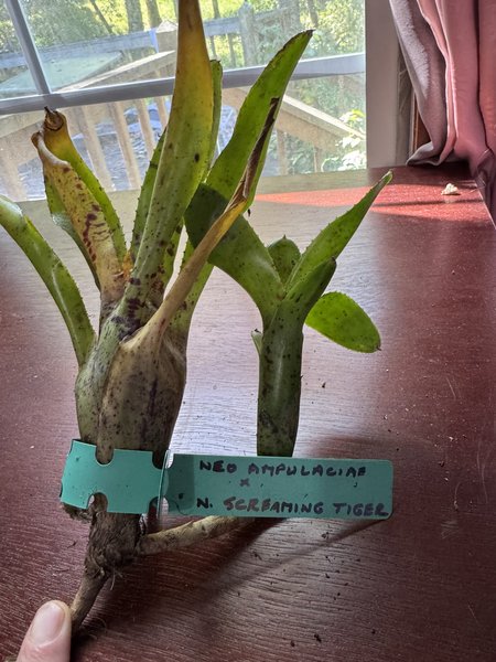 Neoregelia ampullacea × ‘Screaming Tiger