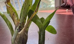 Neoregelia ampullacea × ‘Screaming Tiger