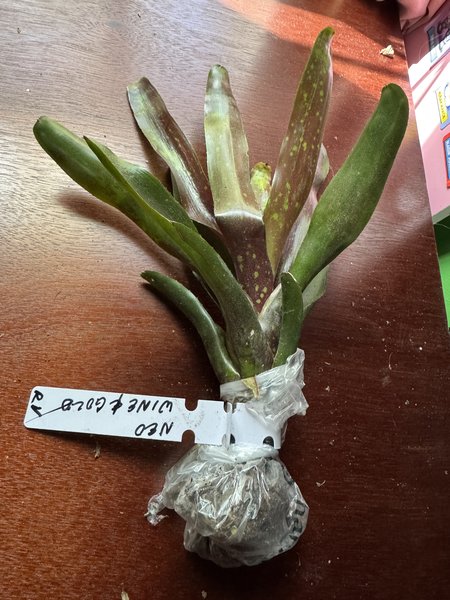 A BROMILIAD - Neo Wine & Gold from another lot