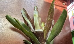 BROMILIAD - Neo Wine & Gold