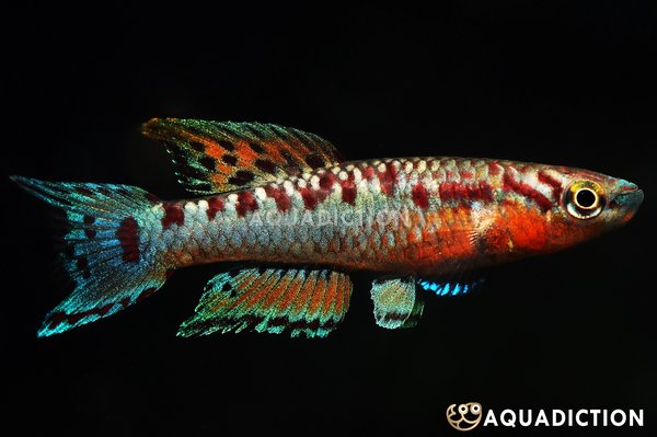 Aphyosemion bivattatum Mbonge
