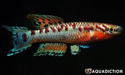 Aphyosemion bivattatum Mbonge