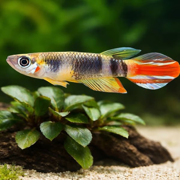 Epiplatys annulatus (young pair)