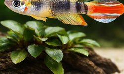 Epiplatys annulatus (young pair)