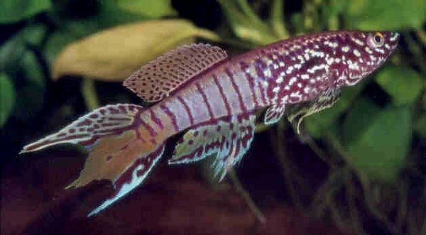 Fundulopanchax sjoestedti Niger Delta