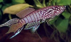 Fundulopanchax sjoestedti Niger Delta