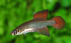 Cynopolecius Melatonia